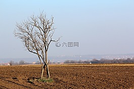 樹,景觀,自然