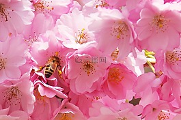 蜜蜂,樹,花