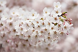 盛開,開花,枝杈