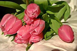 郁金香,郁金香花束,春天
