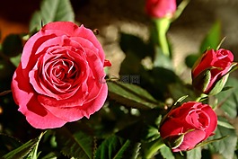 玫瑰,花,開花