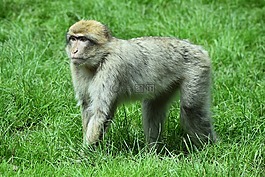 猴子,動物,靈長類動物