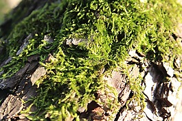 苔,木材,綠色