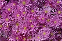 翠菊,盛開,開花