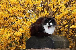 動物,貓,可愛