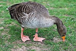 鳥,鵝,草