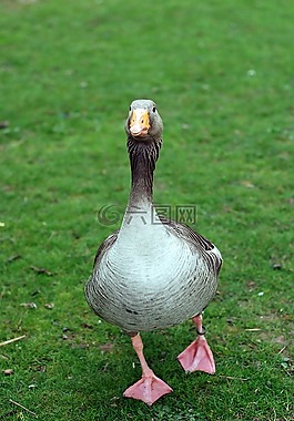 鳥,鵝,草