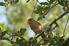 鳥(niǎo),多彩,樹(shù)