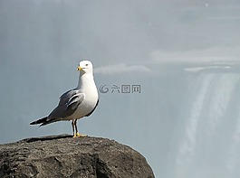 海鷗,鳥,薄霧