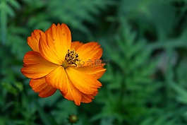 花,菊花,食用