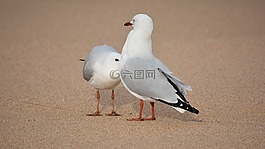 海鷗,鳥,鷗