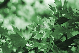 葉,葉子,綠色