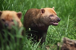 動物,棕色,布什