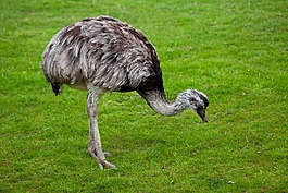 動物,背景,鳥嘴