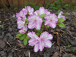 杜鵑花,春天,鮮花