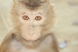 猴,眼睛,好奇