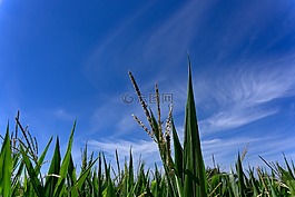 玉米,麥田,字段