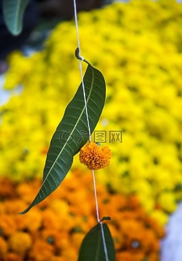 葉,花,印度教
