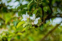 春,花,蘋果