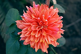 花,自然,花的