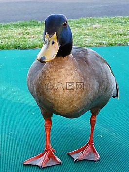 鴨,鳧,男