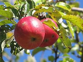 蘋(píng)果樹(shù),蘋(píng)果,紅色