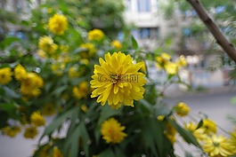 花卉,黃色的花,植物