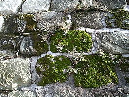 苔,藻,苔類植物