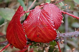 brombeerblatt,紅色,秋季