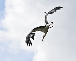 鸛,飛,鳥