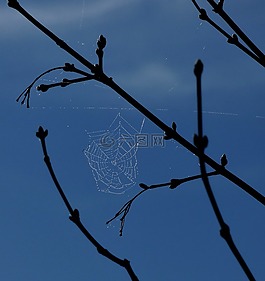 蜘蛛網(wǎng),露,藍(lán)色的天空