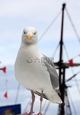 動物,鳥嘴,鳥