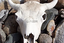 steer 头骨,牛头骨,漂白的骨头