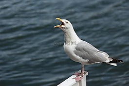 憤怒,動(dòng)物,鳥嘴