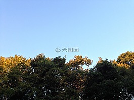 森林,樹,景觀