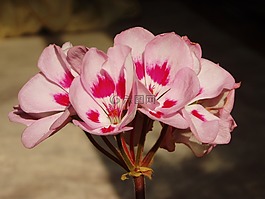 天竺葵,粉紅色,鮮花