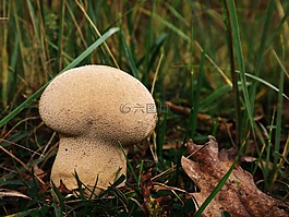 bovist,蘑菇,錢包馬勃