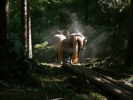 haflinger,马,木工作
