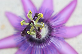 特寫(xiě),花,紫色
