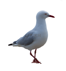 海鷗,鳥,海岸