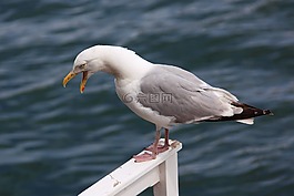 憤怒,動(dòng)物,鳥嘴