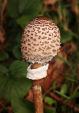 梧桐,蘑菇,schirmling