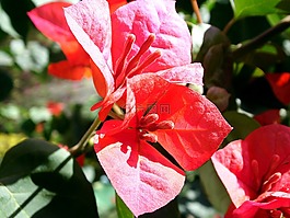 紅色花,花卉,鮮花