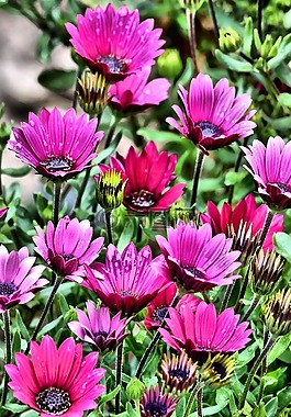 鮮花,花園,花的