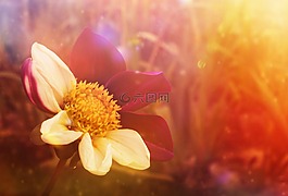 花,幻想,夏季