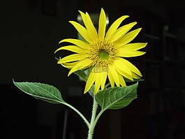 黃色,向日葵,鮮花