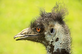 花束,鳥,動物