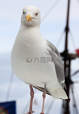 動(dòng)物,好奇,鳥嘴