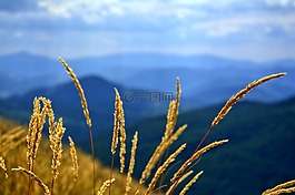 bieszczady,tarnica,榉木berdo