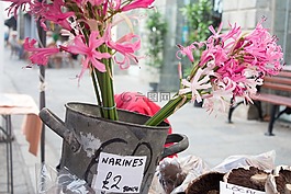 nerines,市場,鮮花